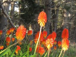 Red Hot Pokers